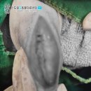S클래스 동물병원 | 노령견 강아지 슬개골 탈구 3기 2기 24시 신도림S동물병원 수술 후기
