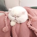 영재유치원 이미지