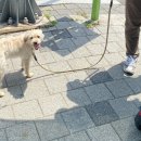바이크애견 이미지