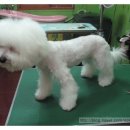 라니네 애견샵 이미지