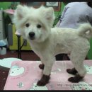 모모애견샵 이미지