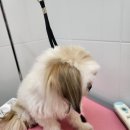 멍멍이컷 이미지