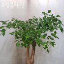 유림꽃화원 - 오산시 성산새싹길 2 | 유림꽃화원