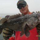 도화갈매기 이미지