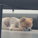 씨앤디펫샵 이미지