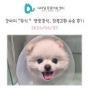 나비셀동물의료센터 | 철산 동물병원) 강아지 "우식" 방광결석, 잠복고환 수술 후기 (칼슘 옥살레이트 결석, Calcium Oxalate)