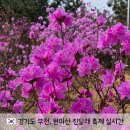 동산기업(주) - 수원시 장안구 | 부천 꽃구경 4월 가볼만한곳 원미산 진달래동산 축제 실시간 개화