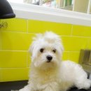 이뿌개 귀엽개 이미지