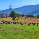 청파농장 이미지