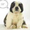굿 모 닝 네이버블로그
