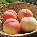 구로과일