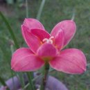 기쁨주는 제피들... 이미지