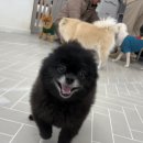 댕스미스 이미지