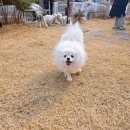 도그랑펜션 이미지