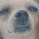 태리로제 이미지