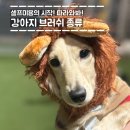 (주)붐소프트 | 강아지 브러쉬 종류 총정리｜슬리커 브러쉬, 핀 브러쉬 차이점은? (셀프미용)