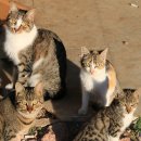 안산동물병원 이미지