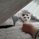 혼자멍냥 이미지