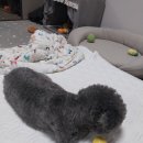 메리몽 펫 그루밍 이미지