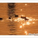 황금물결 이미지