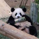 바오 이미지