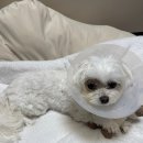 신당좋아요동물병원 | 충북대동물병원 강아지 백내장수술ㅣ수술비용 전후사진, 한 달 후기