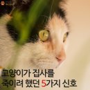 멍집사와개냥이