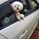 제제펫 | 강아지분양 부산 부산진구 양정동 제제펫 위치 가격 후기