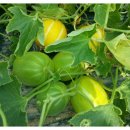 일조농장 이미지