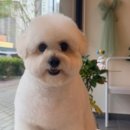 Coco Grooming 네이버블로그