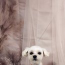 루이 펫 살롱 이미지