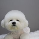 멍분의 멍 이미지