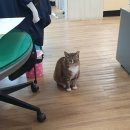 장성군농업기술센터 | 장성군농업기술센터의 ‘특급 행정감시관’…고양이 ‘촐랑이’ 웃음 전파