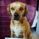 댕댕이# 이미지