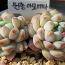 수연다육 이미지