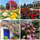 원천리천 | 5월 부담없이 가기에 좋은 경기도 장미 명소 BEST 5