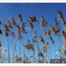 시음 금강변 이미지