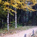 자작나무숲 주차장 이미지