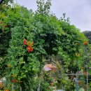 장미정원민박 이미지