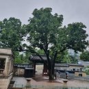 서울대학교 이미지