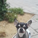 멍몽's 이미지