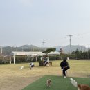 무이사회 | 전주 애견카페 추천 | 잔디 있는 애견카페 “무이사회” 내돈내산 방문 후기