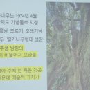 영평조록나무 이미지