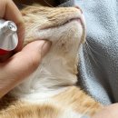 헬로그루밍 | 고양이피부 냥냥카솔 턱드름, 댕댕카솔로 유명한 그 제품 후기