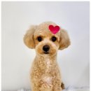 도그도감 이미지