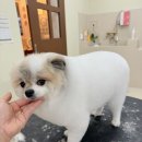 꼬망모르 이미지