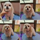 베베펫살롱 | 원주애견미용/원주강아지미용/원주베베펫살롱♡