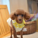 아띠펫살롱 이미지