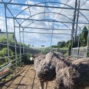 타조사육장 이미지