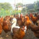 토종닭농장 이미지
